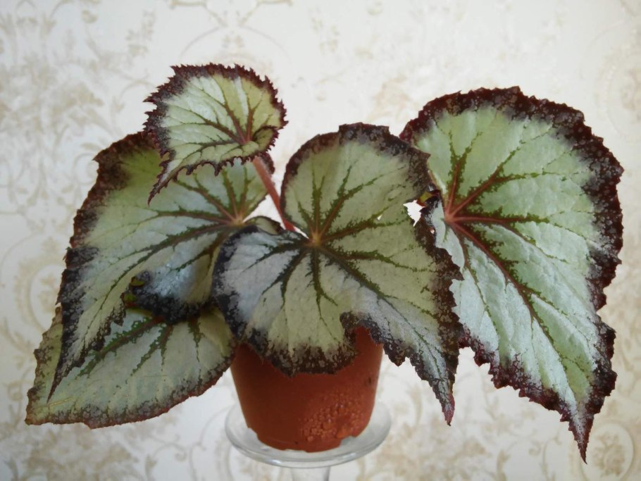 Бегония клубневая illumination Golden Picotee