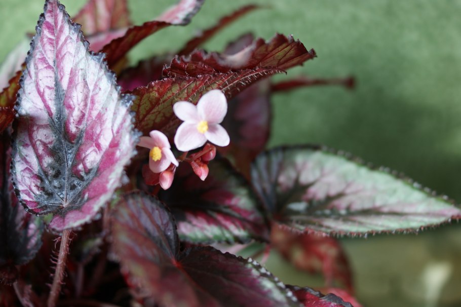 Бегония черенкование