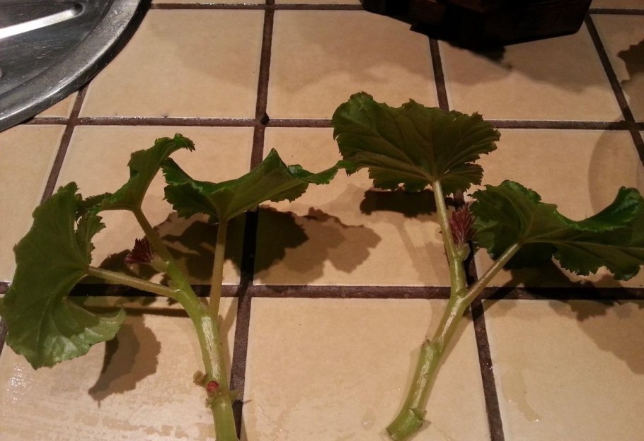 Глоксиния размножение листом