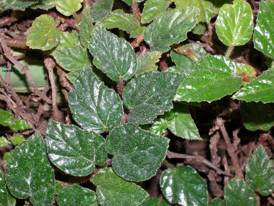 Бегония металлика