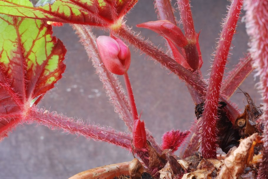 Бегонии цветы Родина полив почва