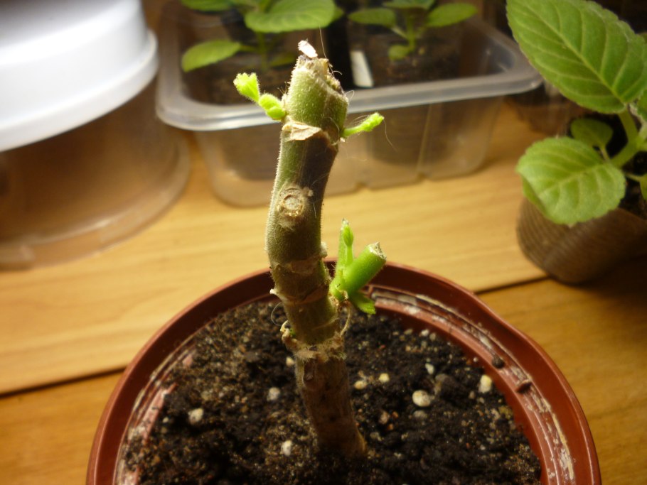 Азалия размножение черенками в воде