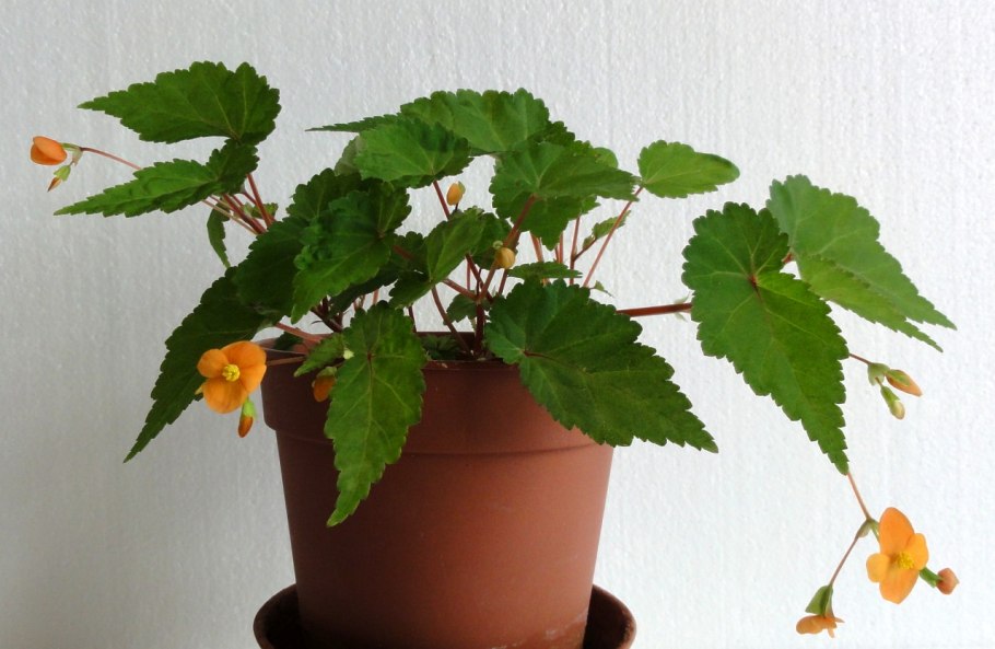 Почему не цветёт бегония в домашних условиях