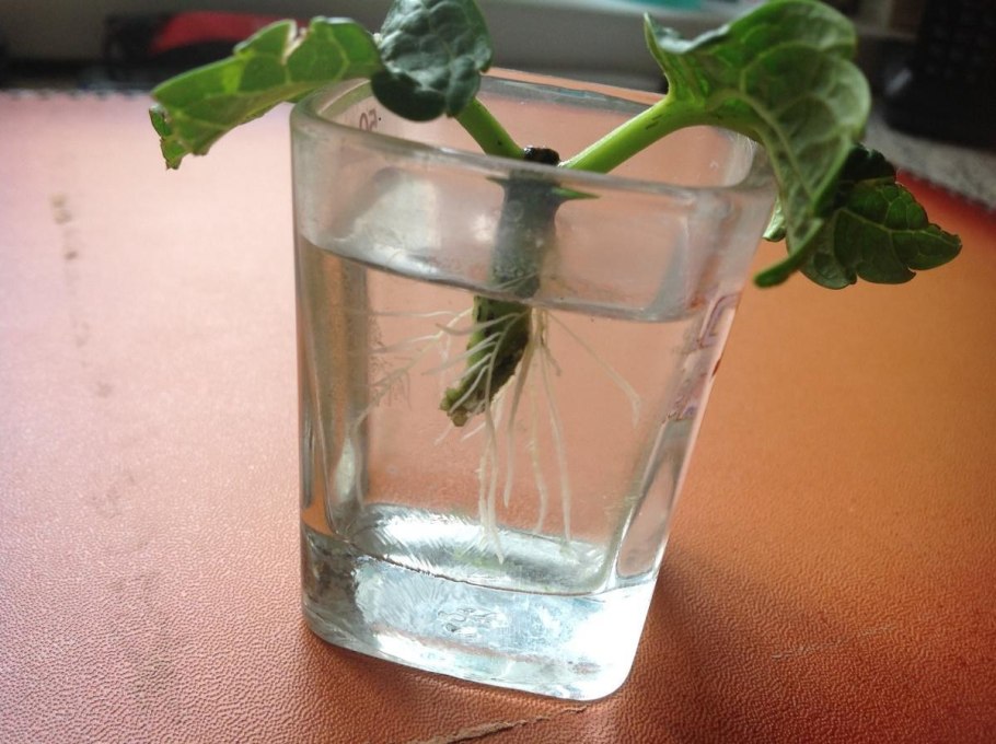 Бегония margaritacea