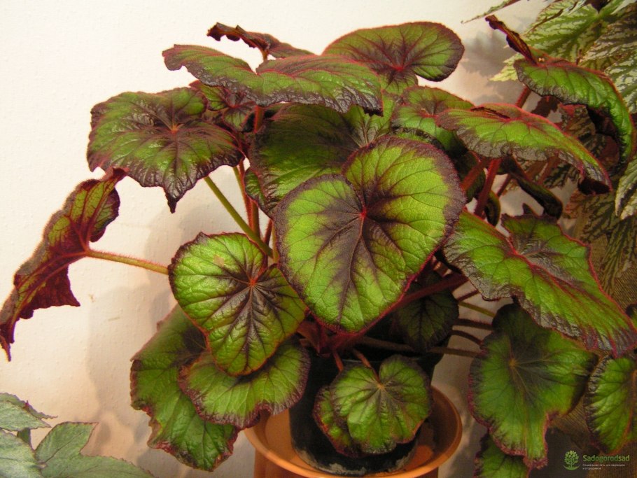 Begonia 6369 зеленый