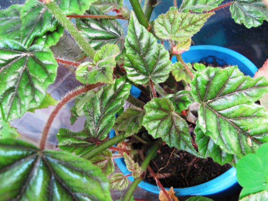 Бегония вечноцветущая черенок