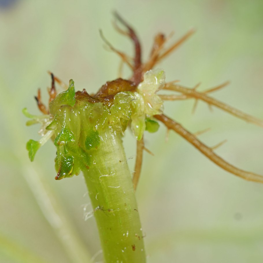 Бегония Кольцевая пятнистость