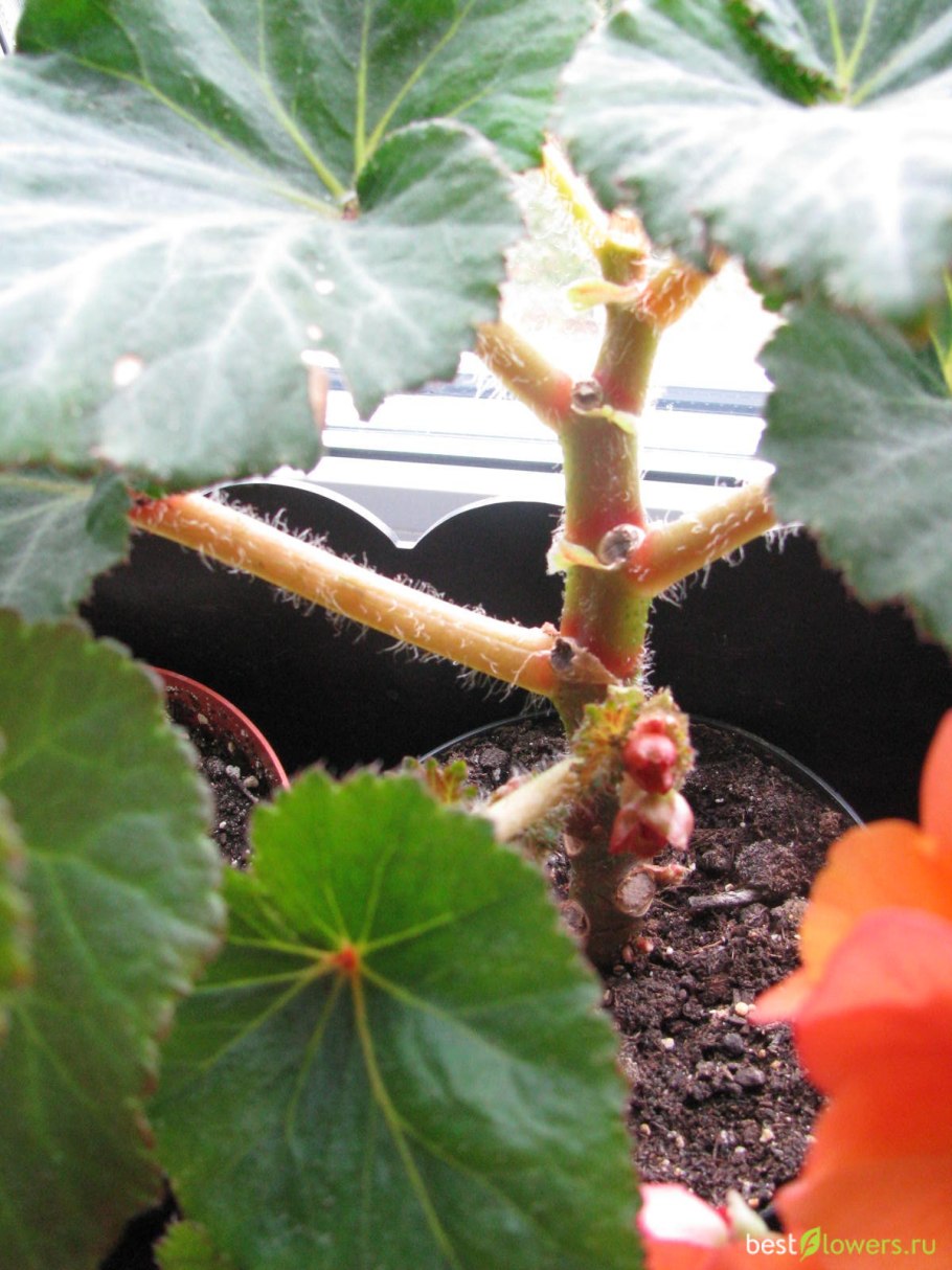 Бегония после цветения