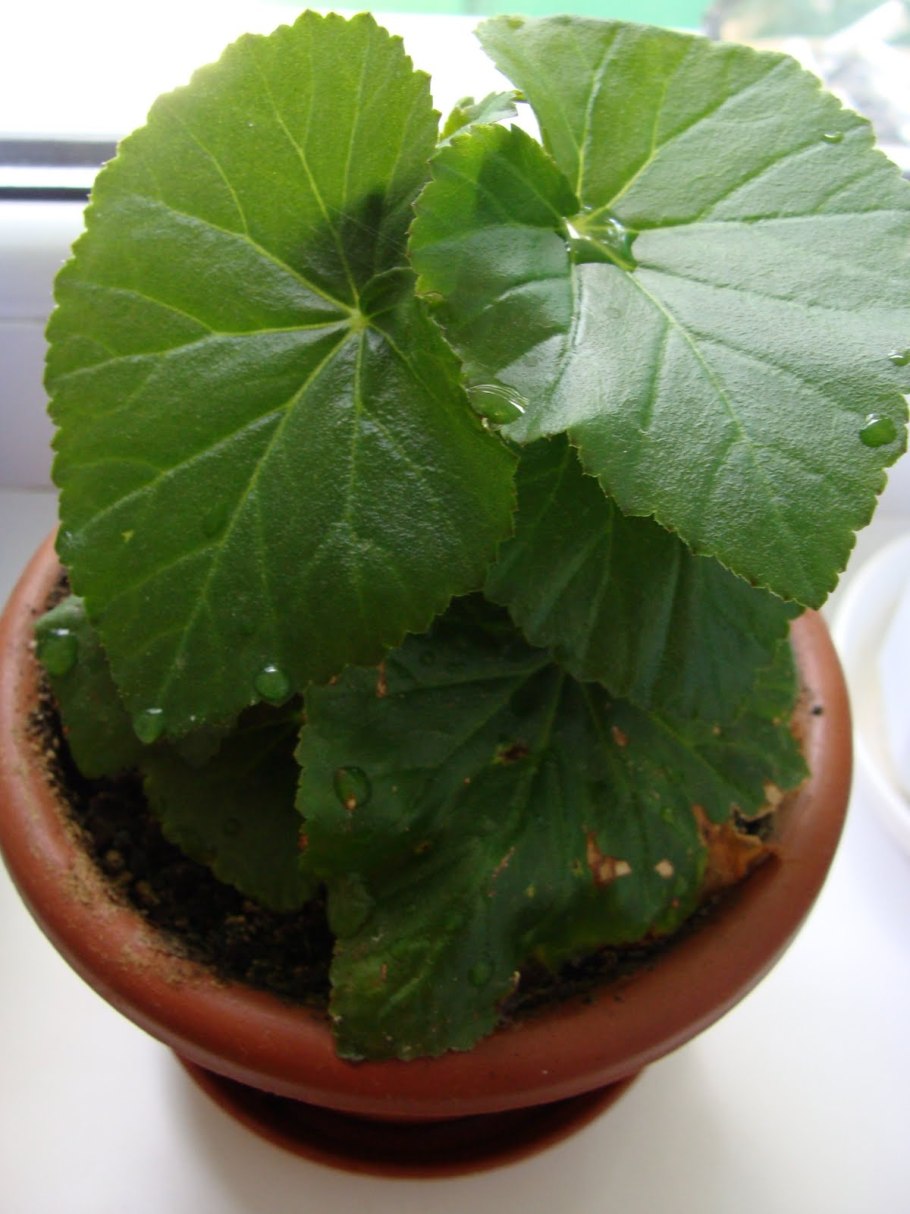 Деформация побегов