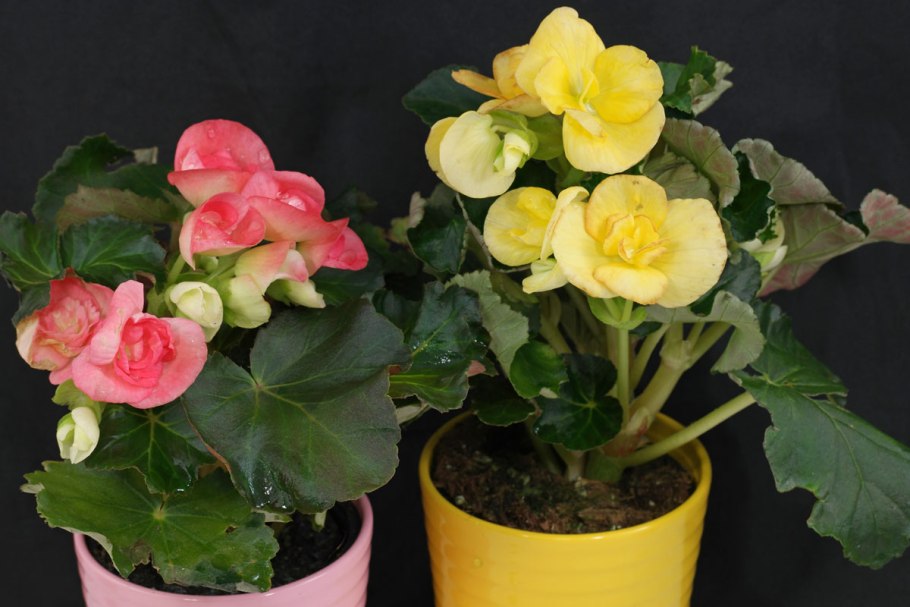 Бегониявьюнковая BEGONIACONVOLVULACEA