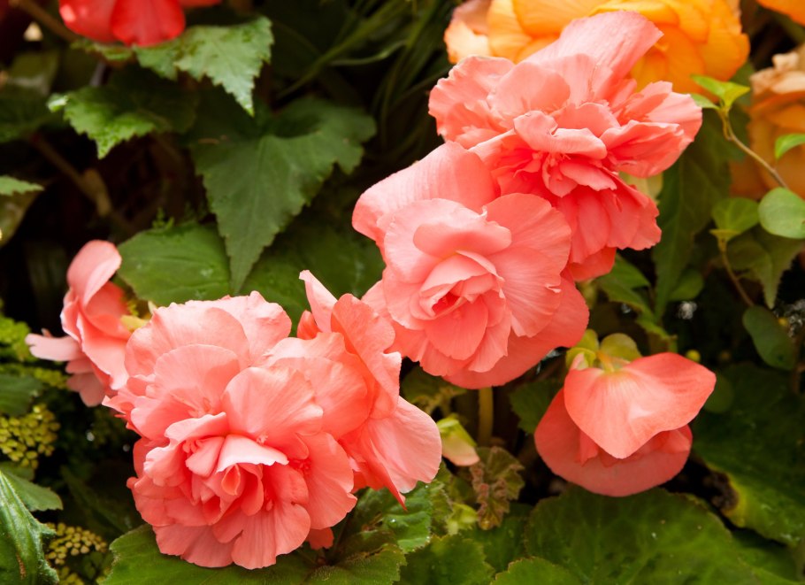 Бегония Solenia Light Pink, укорененные черенки