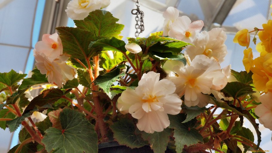 Бегония перламутровая