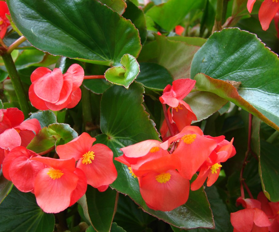 Бегония Оазис