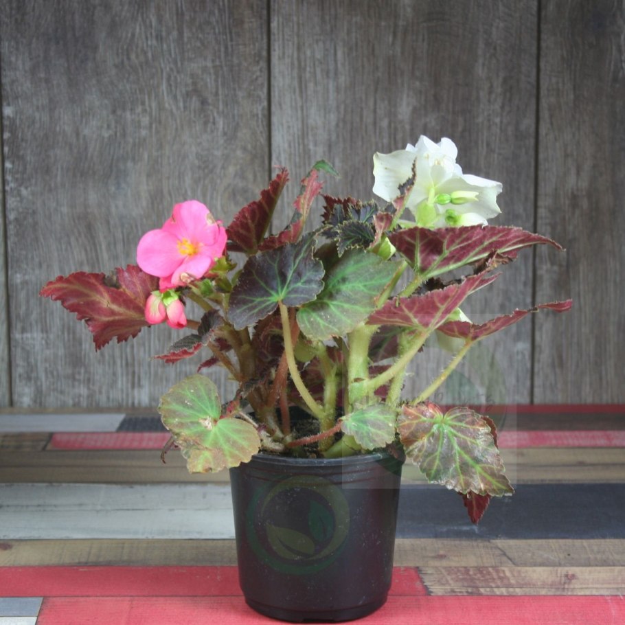 Листья бегонии клубневой