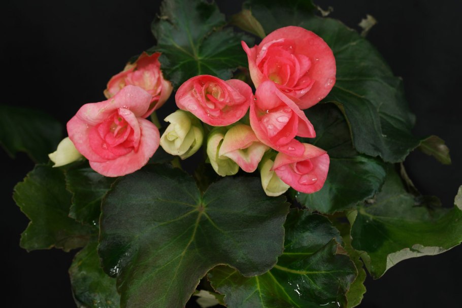 Бегония клубневая АМЕРИГИБРИД Пикоти микс