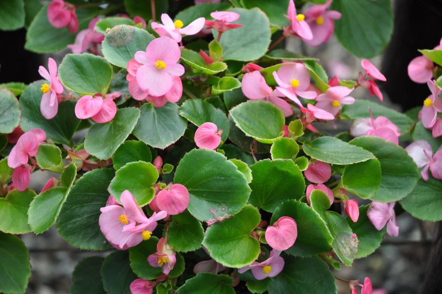 Бегония клубневая Империал f1 Скарлет