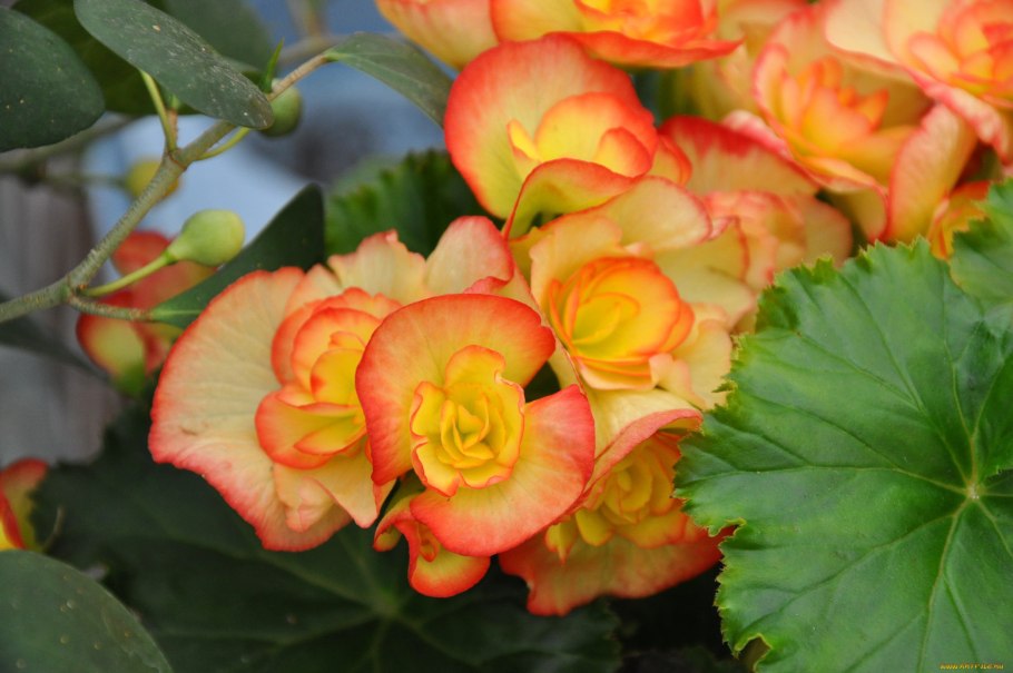 Бегония корневая Элатиор