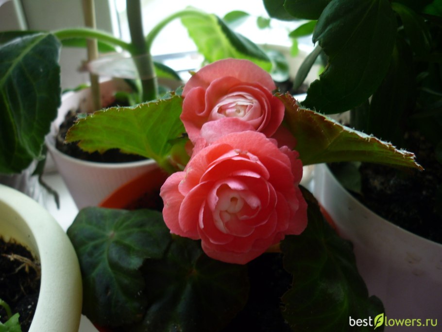 Бегония клубневая ростки