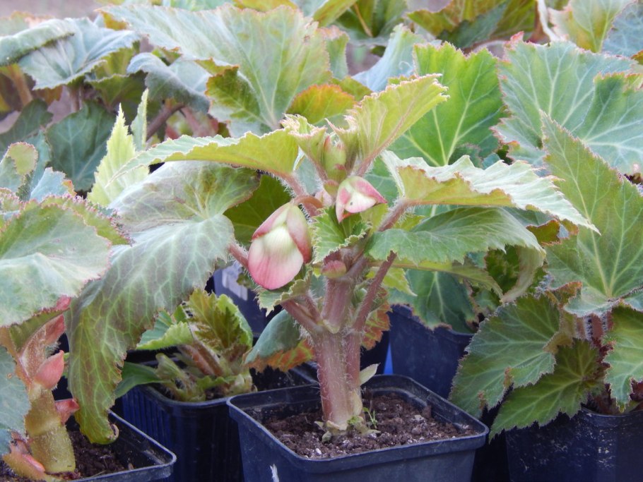 Бегония Элатиор черенок