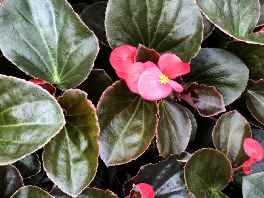 Обрезаем бегонию