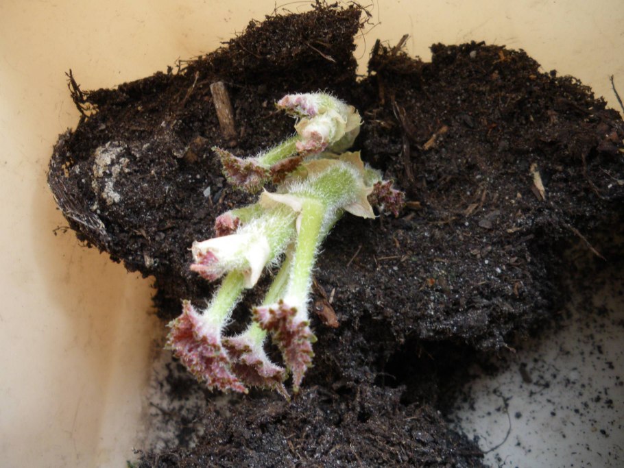 Бегония Шоколадница