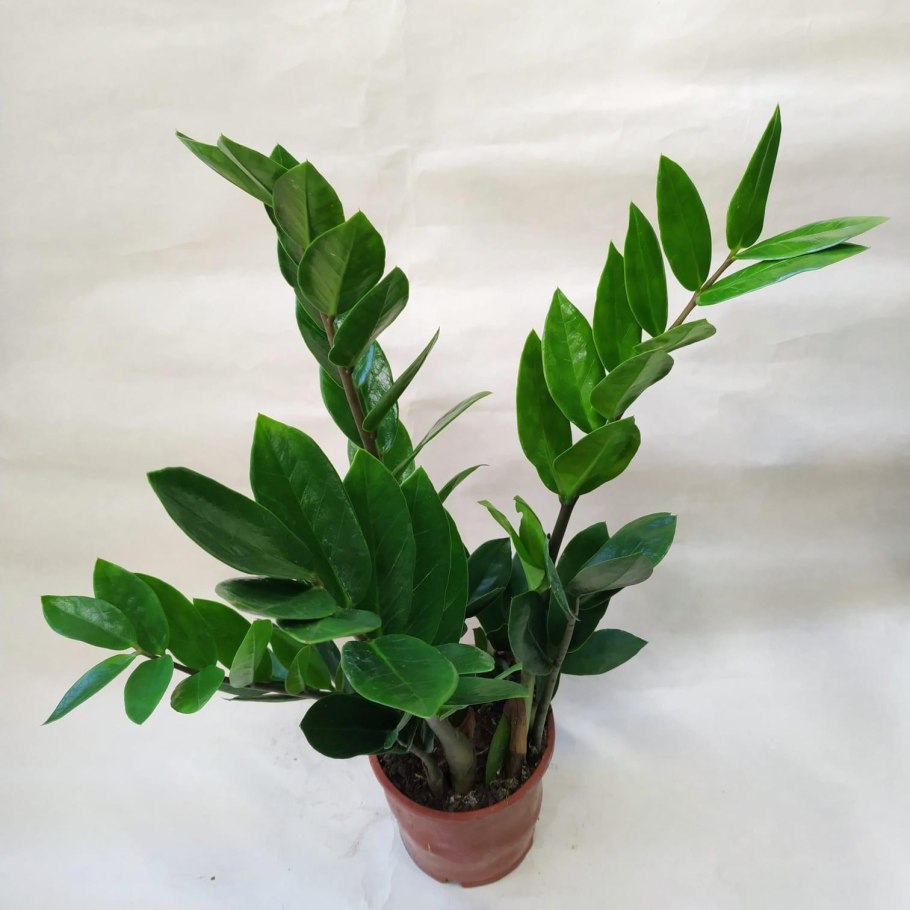 Комнатный цветок замиокулькас