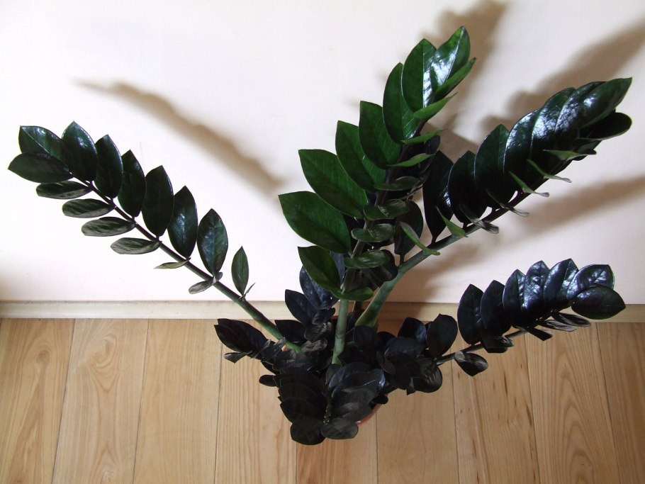 Комнатный цветок замиокулькас