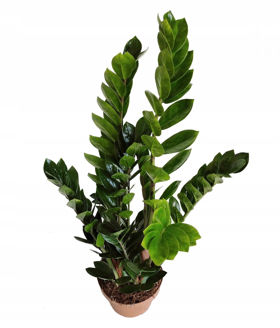 Замиокулькас долларовое дерево условия выращивания