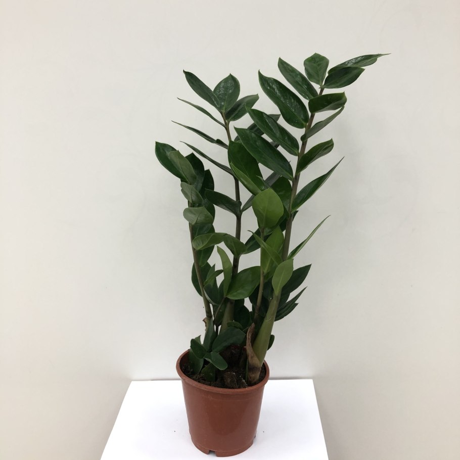 Замиокулькас Leaf