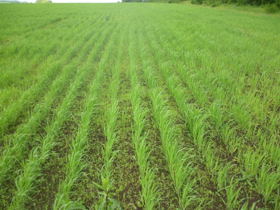 Широкорядный посев кукурузы.