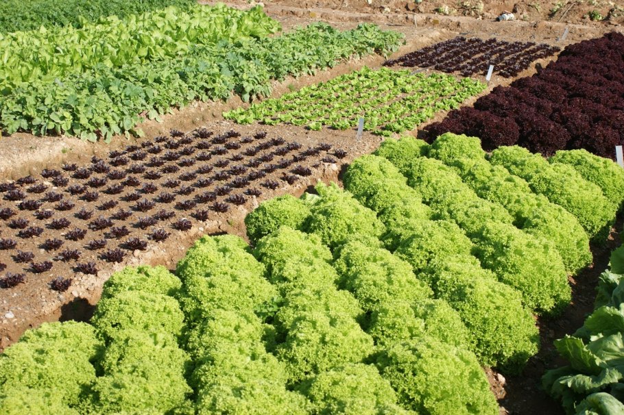 Норфолкский четырехпольный севооборот