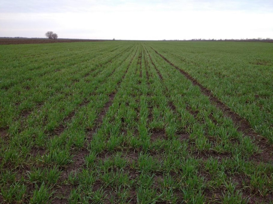 Полевой севооборот зернопаровые