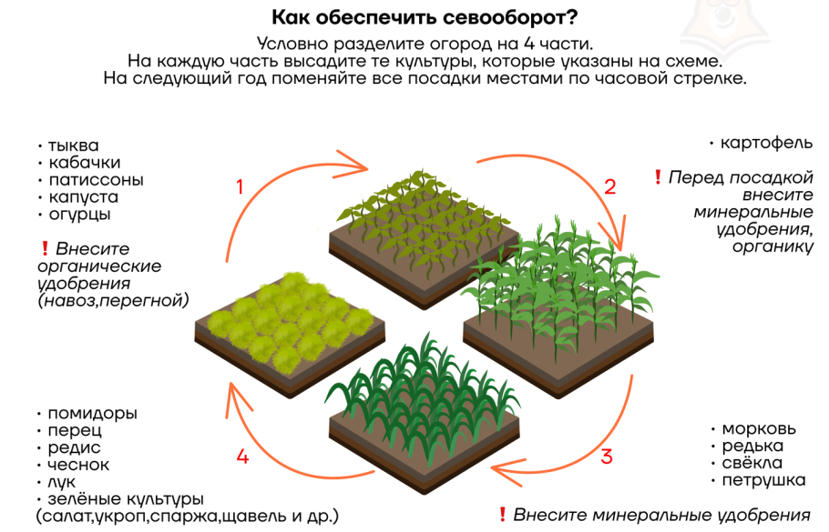 Схема севооборота овощных культур