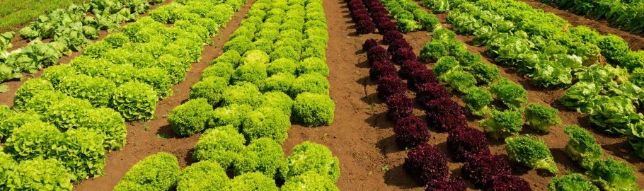 Овощные культуры поля