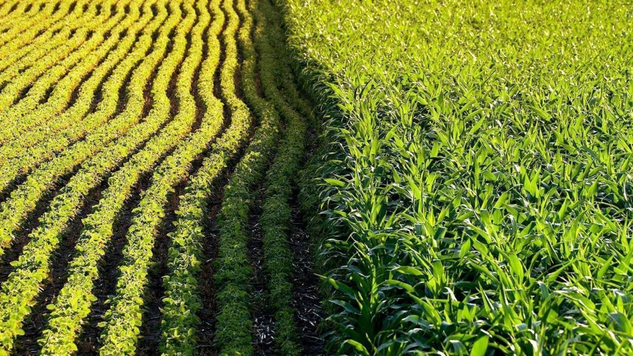 Севооборот Агрономия