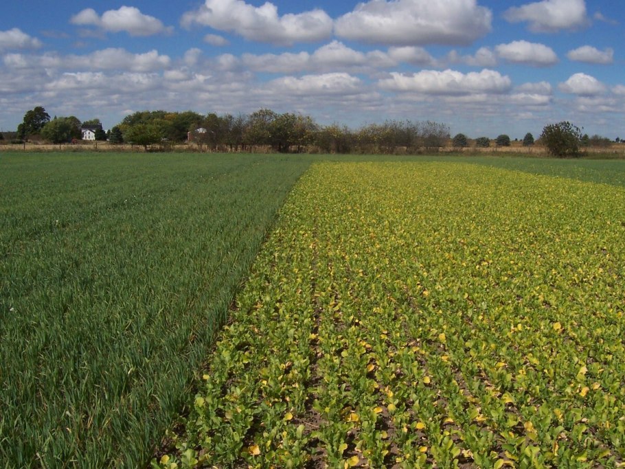 Cover Crops