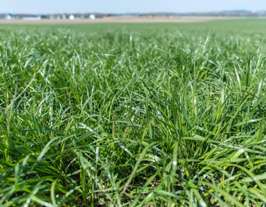 Райграс пастбищный сакини