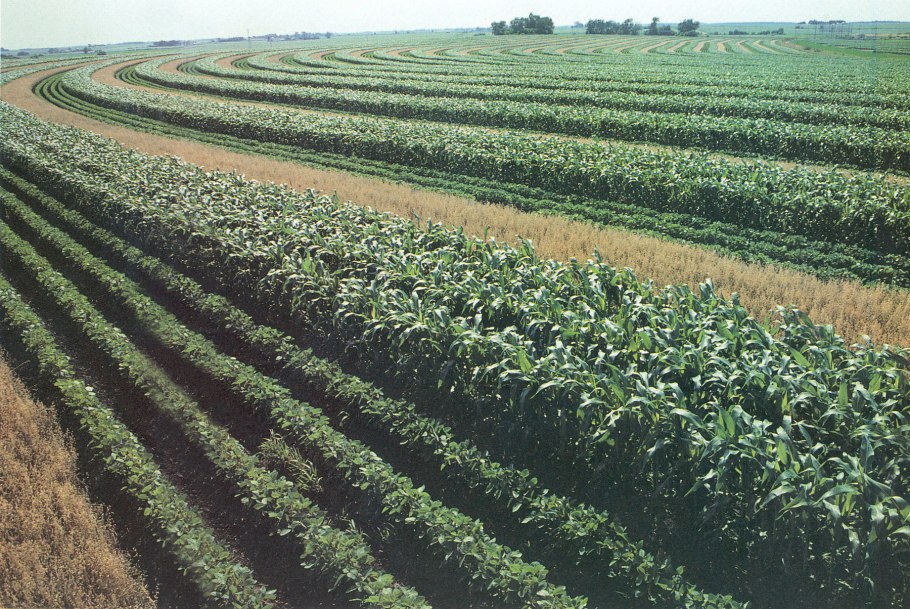 Аллейное земледелие