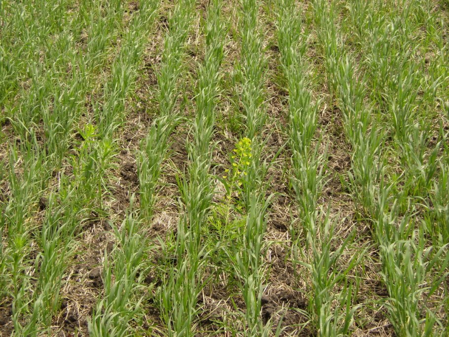 Кущение ячменя ярового