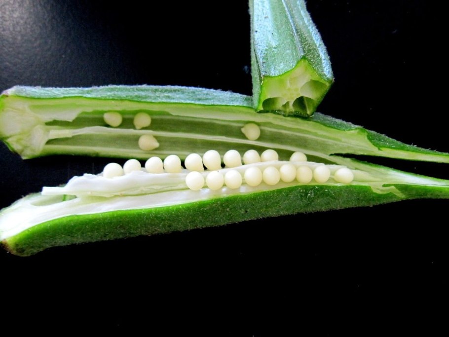 Okra Lady fingers