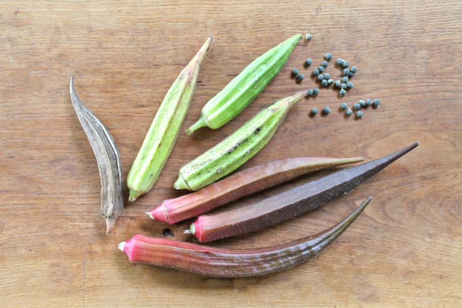 Бамия гибискус съедобный