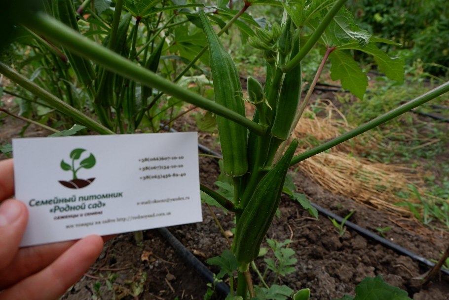 Бамия Бамия Бамия