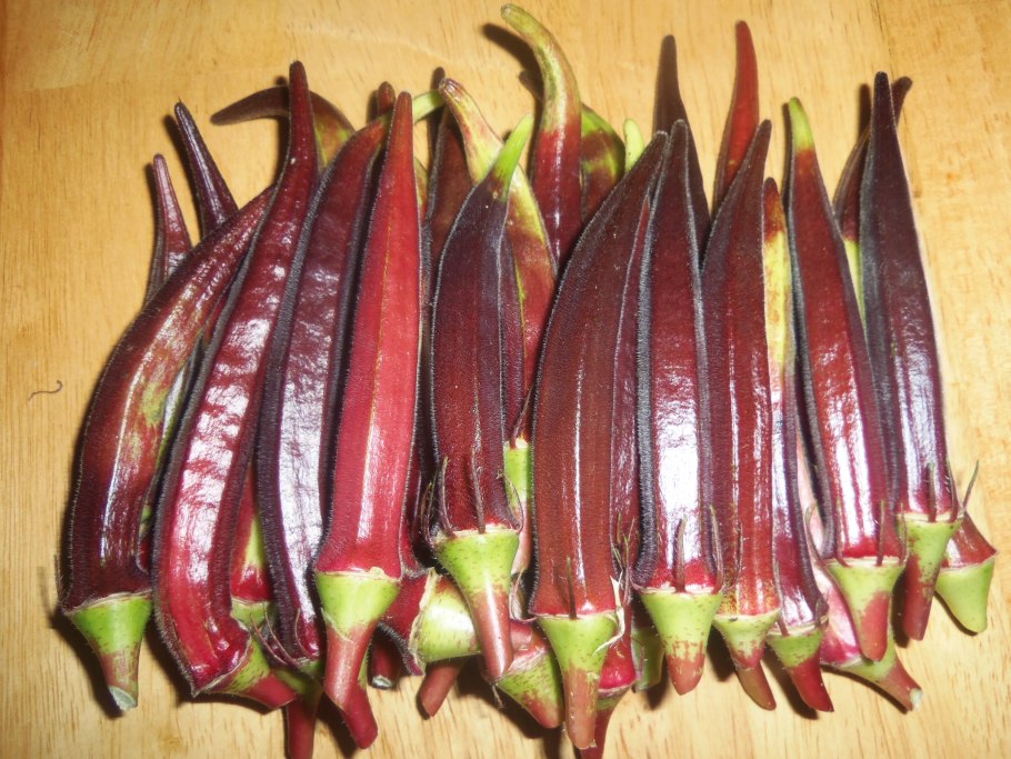 Стручок бамии плод