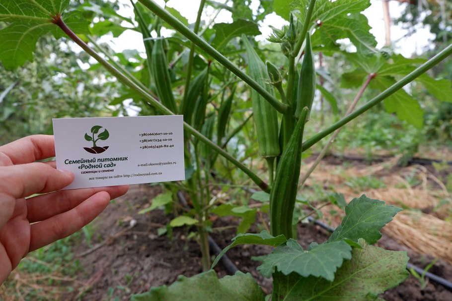 Бамия Бомбей, 15 шт.