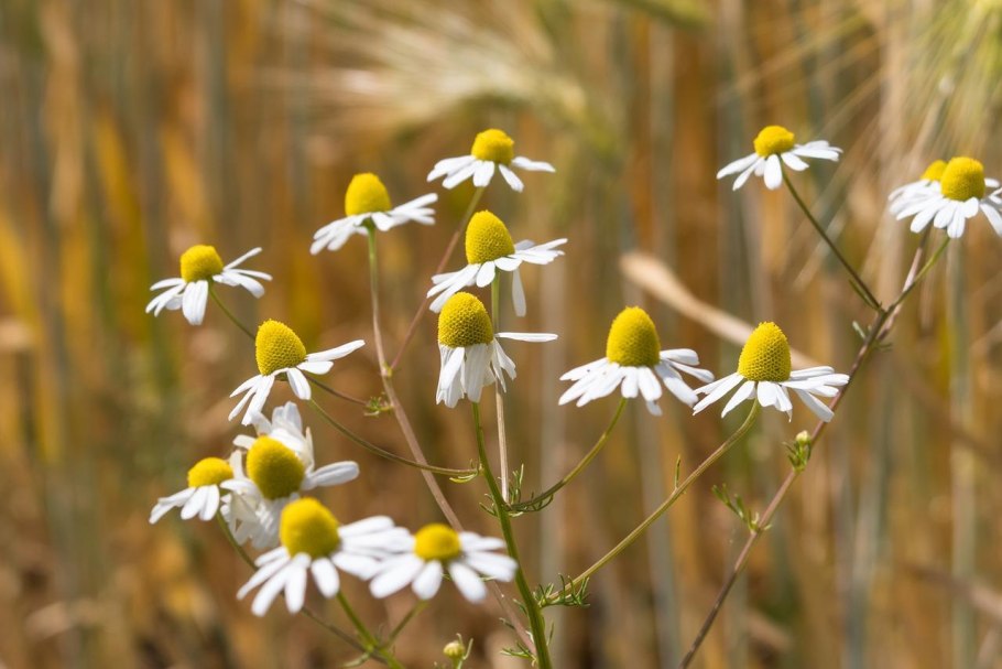 Matricaria Chamomilla Ботанический рисунок