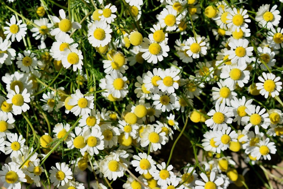 Chamomilla recutita
