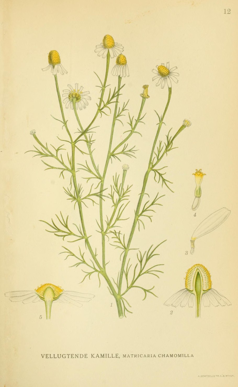 Ромашка аптечная (Matricaria Chamomilla)