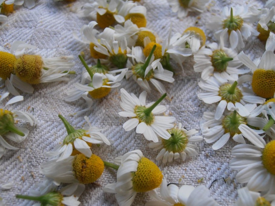 Ромашка аптечная (Matricaria Chamomilla)