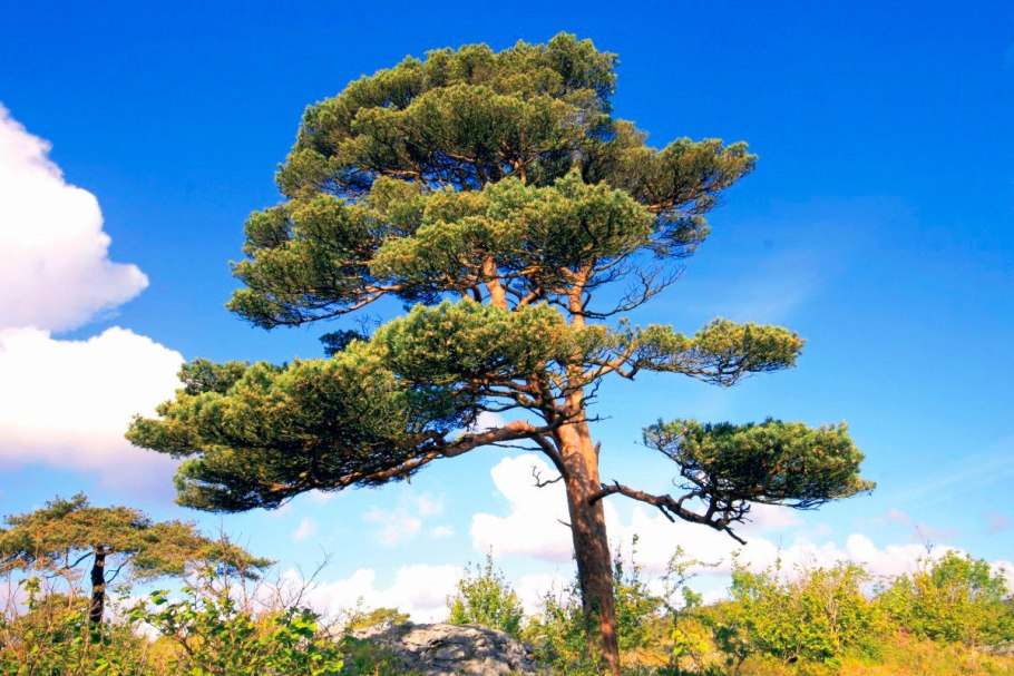 Сосна обыкновенная Pinus Sylvestris l