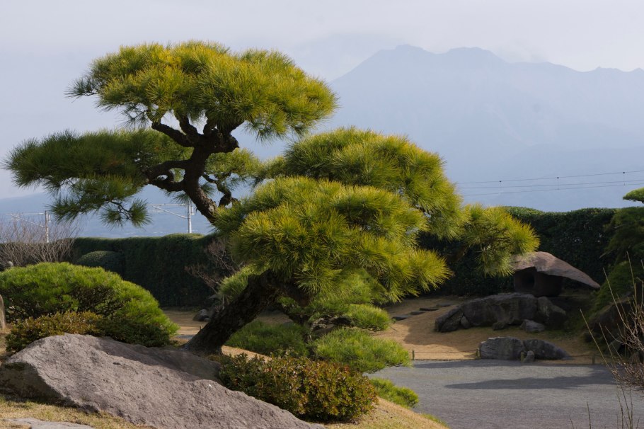 Лысая гора лик сосна